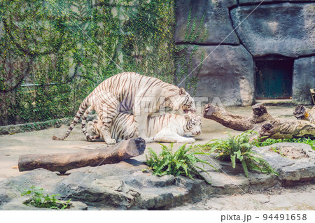 White tigers mate in the Vietnamese zoo 94491658