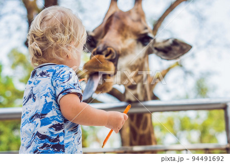 little kid boy watching and feeding giraffe in zoo. Happy kid having fun with animals safari park on warm summer day little kid boy watching and feeding giraffe in zoo. Happy kid having fun with animals safari park on warm summer day 94491692