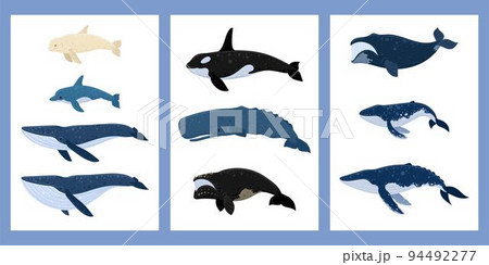 Cartoon whales a set of posters. Beluga, killer whale, humpback whale, cachalot, blue whale, dolphin, bowhead, southern right whale, sperm hale. Underwater world, Marine life. Vector illustration Cartoon whales a set of posters. Beluga, killer whale, humpback whale, cachalot, blue whale, dolphin, bowhead, southern right whale, sperm hale. Underwater world, Marine life. Vector illustration 94492277