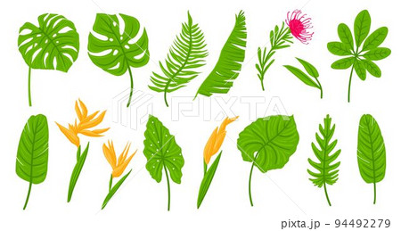Cartoon green of tropical leaves, palms, plants, flowers, banana plants, monstera. Botanical exotic plants elements. Vector illustration isolated on white background 94492279