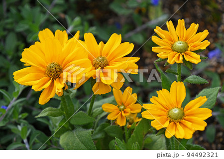 ルドベキア　アマリロゴールド 94492321