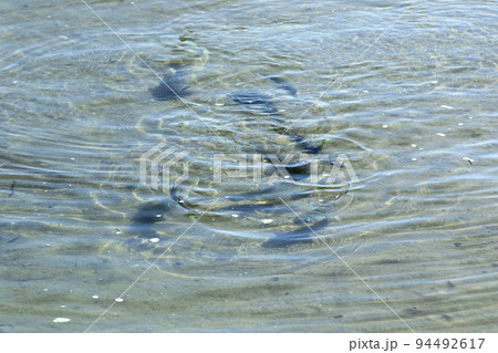 海の浅瀬に群れで現れたボラ 海の浅瀬に群れで現れたボラ 94492617