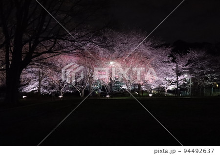 夜桜 94492637