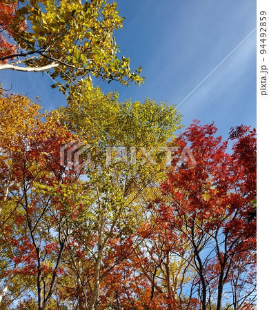 紅葉と青空 94492859