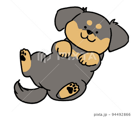 仰向けに寝転がっているチワックス 94492866