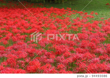 彼岸花 彼岸花 94493086