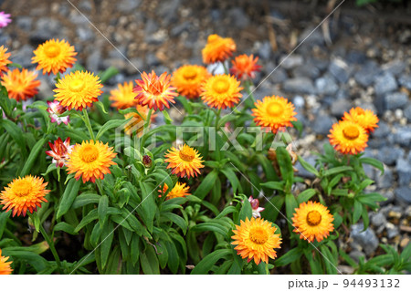 ヘリクリサム（コロロ） 94493132