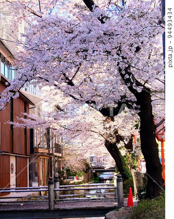 高瀬川沿い木屋町通の桜並木 94493434
