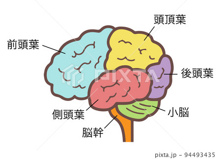 横から見た脳 側面図 中枢神経 脳みそ 名称付き カラー 色分けの