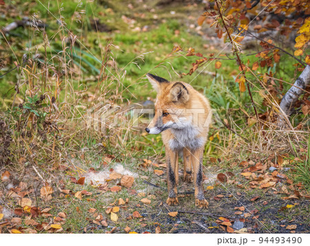 The red fox Vulpes vulpes walks along a path in the forest. 94493490