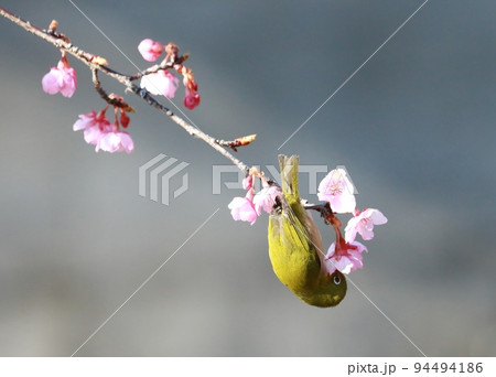 河津桜とメジロ 河津桜とメジロ 94494186