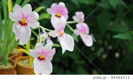 ピンクの可愛い花 蘭(5月)ミルトニア05H16.9 ピンクの可愛い花 蘭(5月)ミルトニア05H16.9 94494211