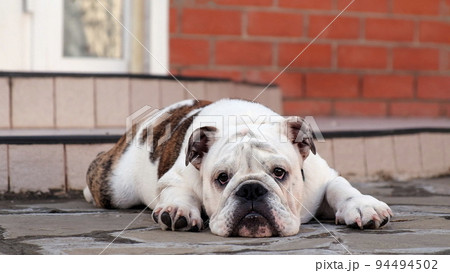 A young sad english bulldog lies in the yard in front of the house on the street and looks at the camera. Slow motion. Pet concept A young sad english bulldog lies in the yard in front of the house on the street and looks at the camera. Slow motion. Pet concept 94494502