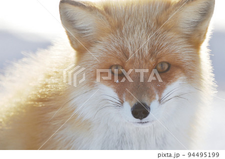 冬に出会ったキタキツネの顔（北海道） 94495199