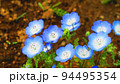 ネモフィラ・インシグニズブルーの花の風景 94495354