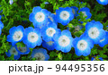 ネモフィラ・インシグニズブルーの花の風景 94495356
