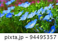 ネモフィラ・インシグニズブルーの花の風景 94495357