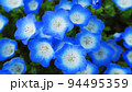 ネモフィラ・インシグニズブルーの花の風景 94495359
