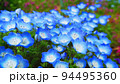 ネモフィラ・インシグニズブルーの花の風景 94495360