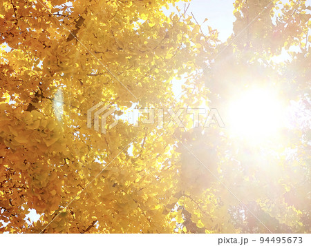 イチョウ 94495673