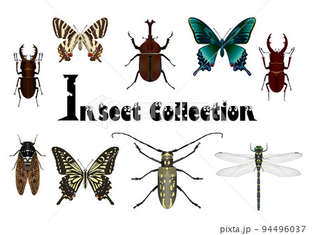 Insect  Collection5 94496037