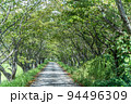 桜の木トンネル 94496309