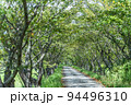 桜の木トンネル 94496310