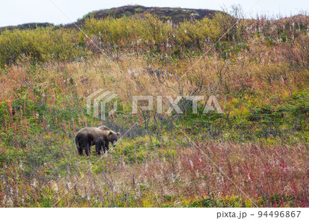 Grizzly bear 94496867
