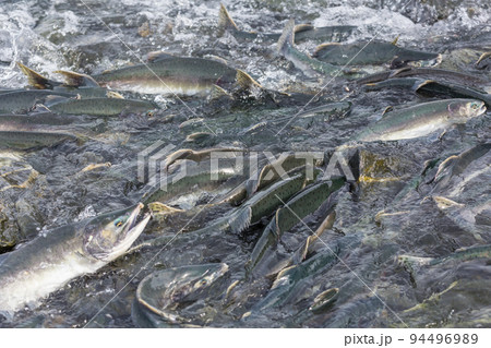 Spawning salmon Spawning salmon 94496989