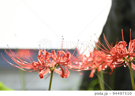 彼岸花 94497310