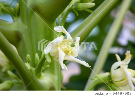 青パパイヤの花（carica papaya）、実が食用（果物と野菜としても食べられる） 94497905