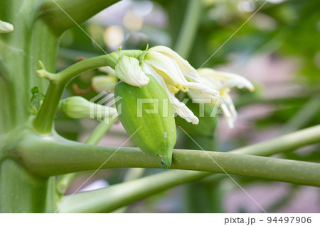 青パパイヤの花（carica papaya）と果実、実が食用（果物と野菜としても食べられる） 94497906
