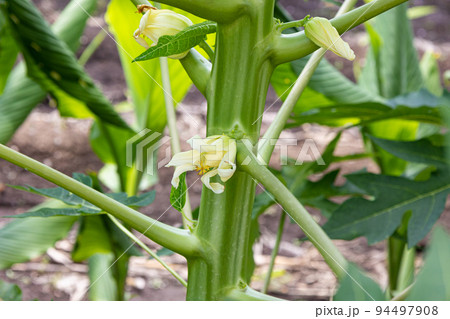 青パパイヤの花（carica papaya）、実が食用（果物と野菜としても食べられる） 94497908