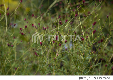 ワレモコウの花 学名:sanguisorba officinalis 生薬名:チユ(地楡) 生薬原料 ワレモコウの花 学名:sanguisorba officinalis 生薬名:チユ(地楡) 生薬原料 94497928