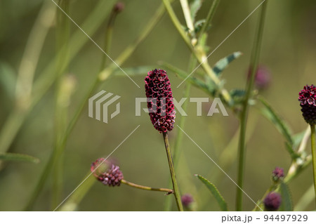 ワレモコウの花　学名：sanguisorba　officinalis　生薬名：チユ（地楡）　生薬原料 94497929