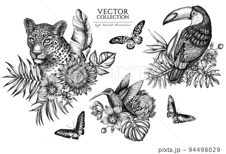 Tropical animals vintage illustrations...のイラスト素材 [94498029] - PIXTA