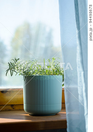 Homegrown rosemary potted herbs grows on window sill. 94498678
