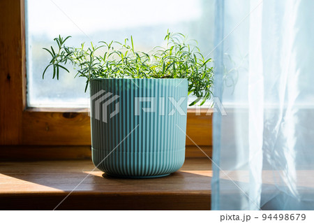 Homegrown rosemary potted herbs grows on window sill. 94498679