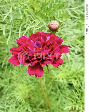 こっくりカラー八重咲きコスモス 94498696