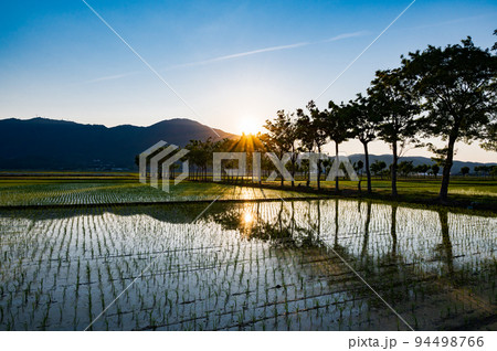 新潟　夏井のハザ木 94498766