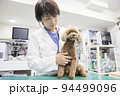 動物病院で小型犬を診察する女性獣医 94499096