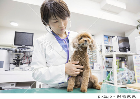 動物病院で小型犬を診察する女性獣医 94499096