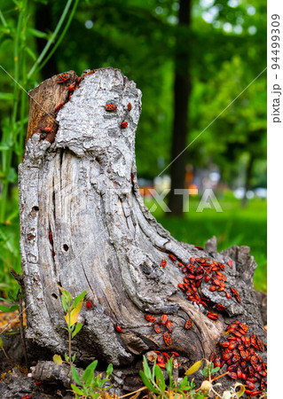 Red beetles. A flock of beetles sits on a stump. insects in the sun. Red beetles. A flock of beetles sits on a stump. insects in the sun. 94499309