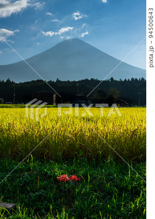稲穂と一株の彼岸花に富士山 94500643