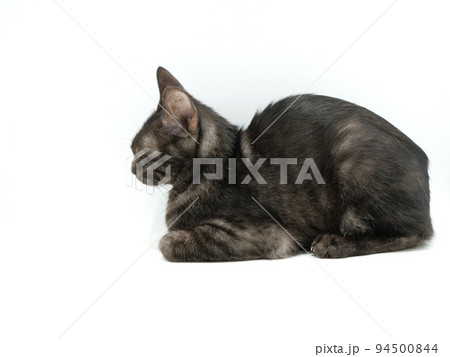 香箱座りをしている黒猫【横向き】 94500844