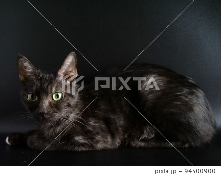 黒い背景に溶けこむ黒猫 黒い背景に溶けこむ黒猫 94500900