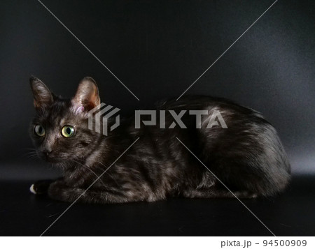 黒いところで瞳孔が大きくなっている黒猫 黒いところで瞳孔が大きくなっている黒猫 94500909