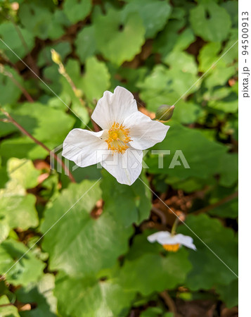 シラユキゲシ シラユキゲシ 94500913
