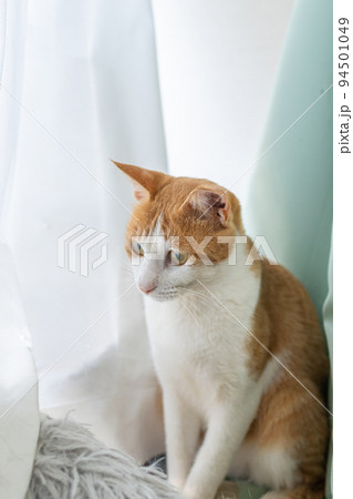 窓辺の猫 茶トラ白 窓辺の猫 茶トラ白 94501049