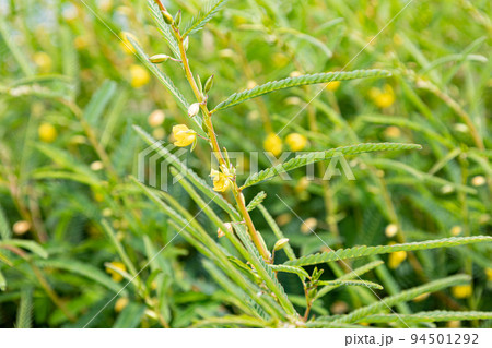 カワラケツメイ (学名:Cassia mimosoides subsp. nomame)の花 生薬名 カワラケツメイ (学名:Cassia mimosoides subsp. nomame)の花 生薬名 94501292
